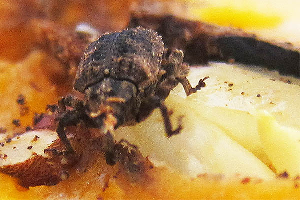 Close-up: beetle inside a mango